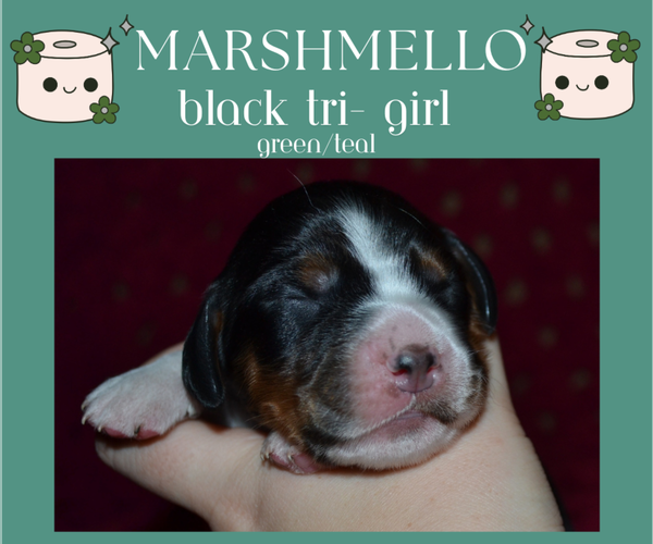 Medium Photo #50 English Springer Spaniel Puppy For Sale in LITCHFIELD, MN, USA