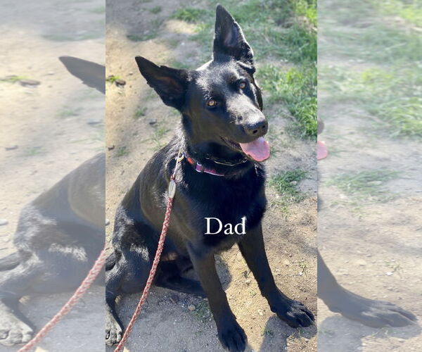 Medium Photo #5 German Shepherd Dog Puppy For Sale in Dana Point, CA, USA