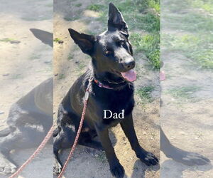 Molly - Female German Shepherd Dog Dog for Adoption - Photo #5