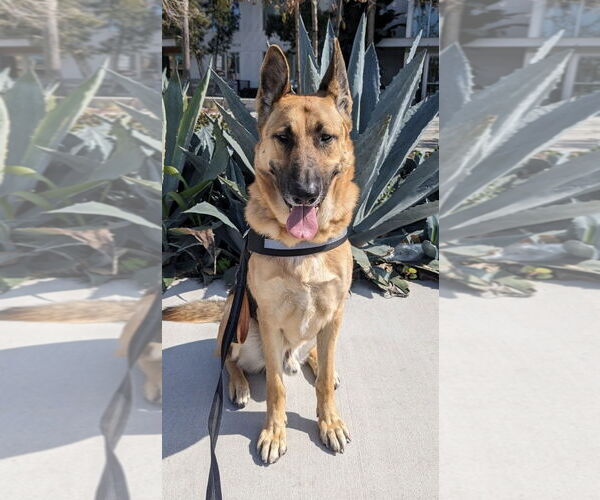 Medium Photo #1 German Shepherd Dog-Unknown Mix Puppy For Sale in Huntington Beach, CA, USA