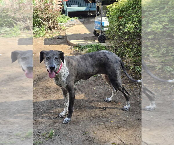 Medium Photo #12 German Shorthaired Pointer-Great Dane Mix Puppy For Sale in Bullard, TX, USA
