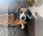 Small #4 Beagle Mix