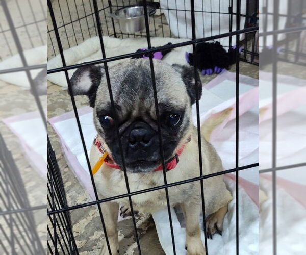 Medium Photo #1 Pug Puppy For Sale in Mukwonago, WI, USA