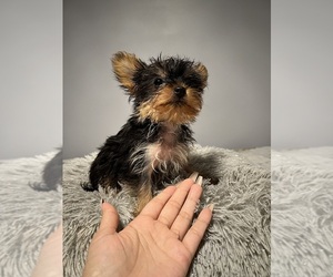 Yorkshire Terrier Puppy for sale in BERWYN, IL, USA