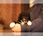 Small Photo #7 Sheepadoodle Puppy For Sale in STANLEY, VA, USA