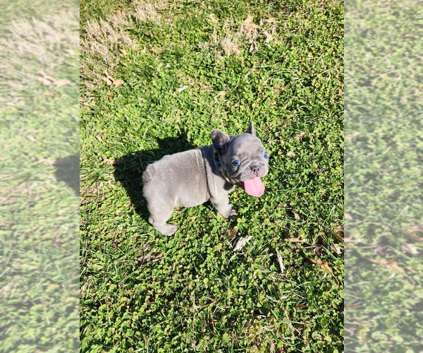 Medium Photo #3 French Bulldog Puppy For Sale in MARYSVILLE, WA, USA