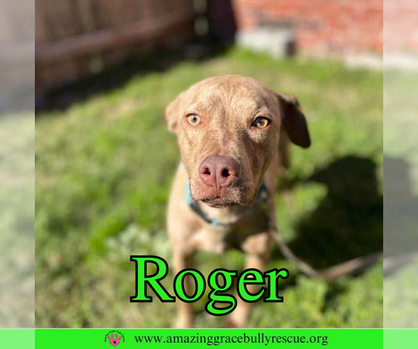 Medium Photo #2 Mutt Puppy For Sale in Pensacola, FL, USA