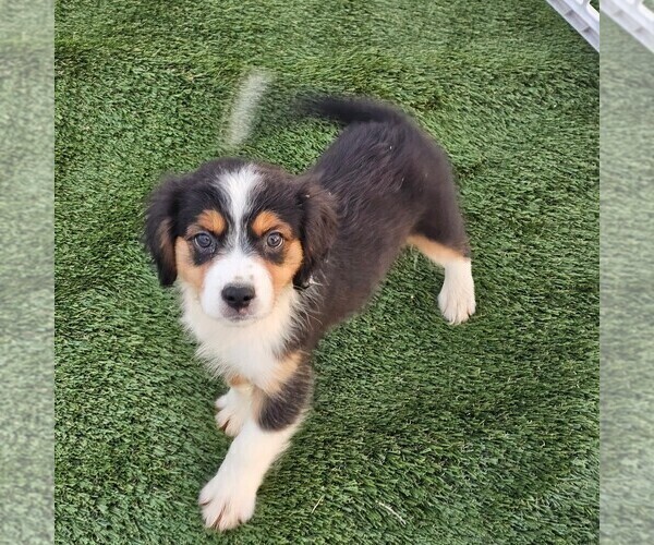 Medium Photo #9 Cavalier King Charles Spaniel-Miniature Australian Shepherd Mix Puppy For Sale in POMONA, CA, USA