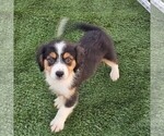 Small Photo #9 Cavalier King Charles Spaniel-Miniature Australian Shepherd Mix Puppy For Sale in POMONA, CA, USA