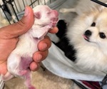 Small #2 Pomeranian
