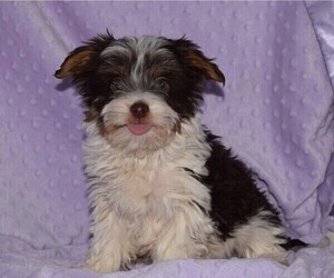 Yorkshire Terrier Puppy for sale in BARNESVILLE, KS, USA