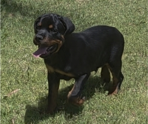 Rottweiler Puppy for Sale in JURUPA VALLEY, California USA