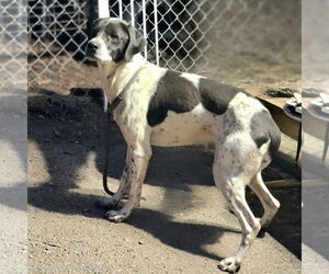 Jax - Male Brittany-Unknown Mix Dog for Adoption - Photo #6