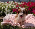 Small #9 Cavapoo