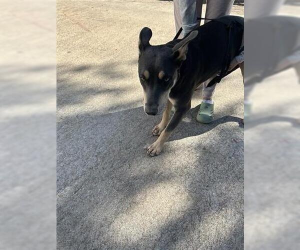 Medium Photo #1 German Shepherd Dog-Unknown Mix Puppy For Sale in Houston, TX, USA