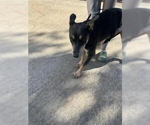 German Shepherd Dog-Unknown Mix Dogs for adoption in Houston, TX, USA