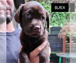 Puppy Black Labrador Retriever