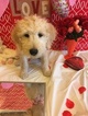 Small Photo #8 Goldendoodle Puppy For Sale in SAINT CLAIR SHORES, MI, USA