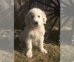 Small Photo #1 Maremma Sheepdog Puppy For Sale in CONNEAUT, OH, USA