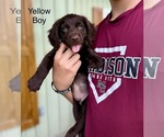 Puppy Yellow Boy Boykin Spaniel