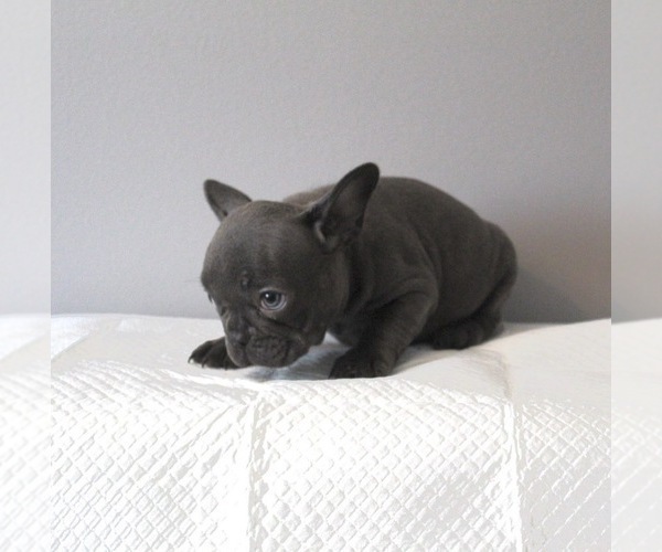 Medium Photo #2 French Bulldog Puppy For Sale in DOUGLASVILLE, GA, USA