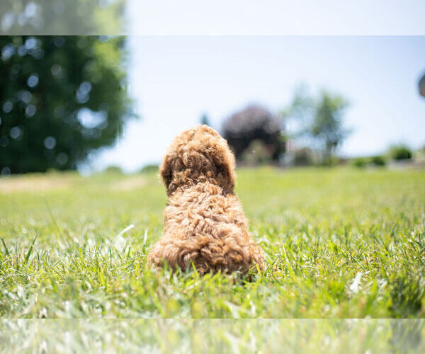 Medium Photo #9 Cavapoo Puppy For Sale in WARSAW, IN, USA