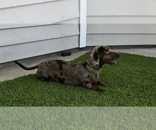 Medium Photo #2 Dachshund Puppy For Sale in Hesperia, CA, USA