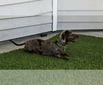 Small #1 Dachshund