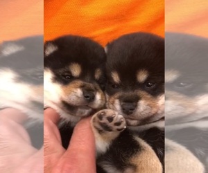 Shiba Inu Puppy for sale in CHINO HILLS, CA, USA