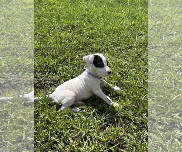 Medium Photo #3 American Staffordshire Terrier-Unknown Mix Puppy For Sale in Holly Springs, NC, USA