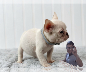 French Bulldog Puppy for sale in DALLAS, TX, USA