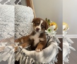 Small Photo #7 Miniature Australian Shepherd Puppy For Sale in NOBLE, MO, USA