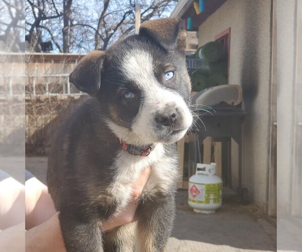 Medium Photo #1 Huskies -Unknown Mix Puppy For Sale in Calgary, Alberta, Canada