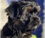 Puppy George Yorkshire Terrier