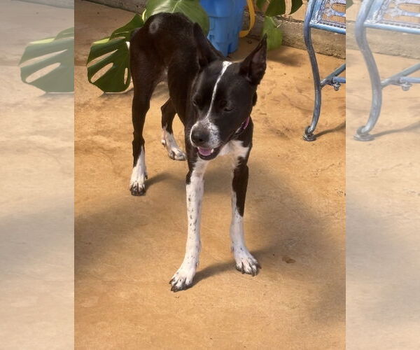 Medium Photo #1 Mutt Puppy For Sale in Euless, TX, USA