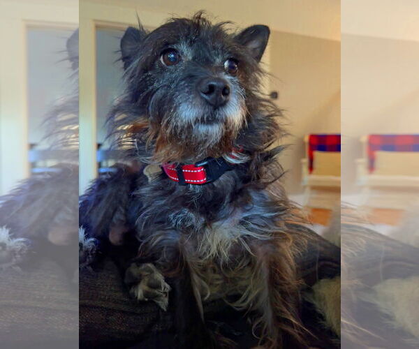 Medium Photo #3 Mutt Puppy For Sale in Milwaukie, OR, USA