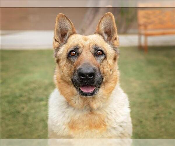 Medium Photo #1 German Shepherd Dog-Unknown Mix Puppy For Sale in Las Vegas, NV, USA