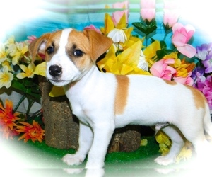 Jack Russell Terrier Puppy for sale in HAMMOND, IN, USA