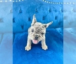 Small Photo #21 French Bulldog Puppy For Sale in CHARLESTON, SC, USA