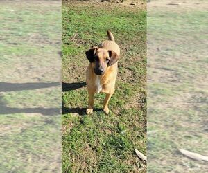 Freddy Rain - Male Mutt Dog for Adoption - Photo #3