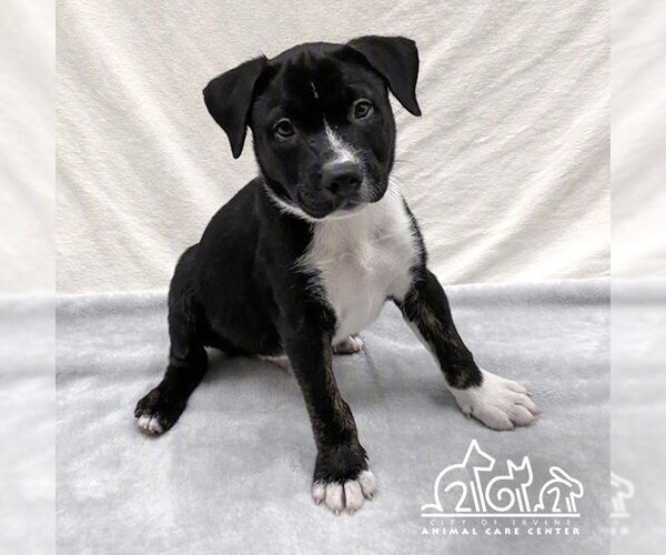 Medium Photo #1 Staffordshire Bull Terrier Puppy For Sale in Irvine, CA, USA