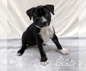 Staffordshire Bull Terrier Dogs for adoption in Irvine, CA, USA