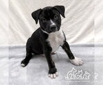 GINKGO - Male Staffordshire Bull Terrier Dog for Adoption - Small photo