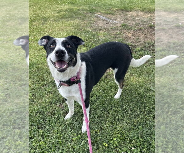 Medium Photo #1 Collie-Unknown Mix Puppy For Sale in Evansville, IN, USA