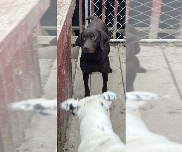 Medium Photo #4 German Shorthaired Lab Puppy For Sale in Aurora, IN, USA