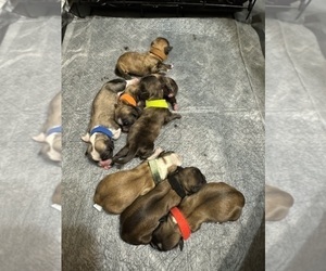 Shih Tzu Litter for sale in GREENVILLE, SC, USA