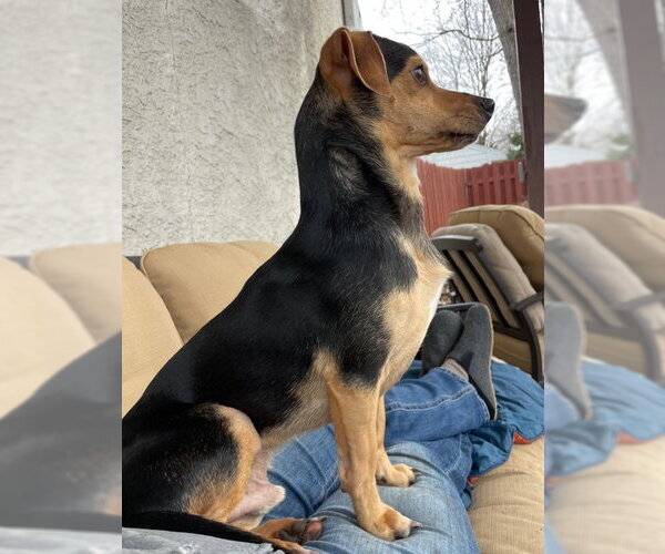 Medium Photo #2 Chihuahua Puppy For Sale in St. Louis Park, MN, USA