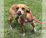 Small #3 Chihuahua Mix