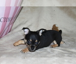 Puppy Toby Chihuahua