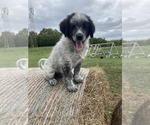 Puppy Lilly Border Collie-Maremma Sheepdog Mix